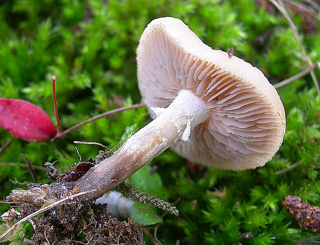 Agrocybe sororia s.l.
